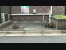 公園から逃げた最弱のたぬき(猫)に面会猫現る