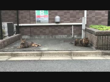 公園から逃げた最弱のたぬき(猫)に面会猫現る