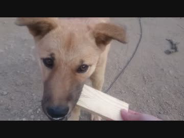 子犬がカマボコ板に飽きるまで