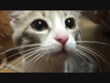 【ティガロビ生活記】ビビリな兄貴と天然な弟【実家編】