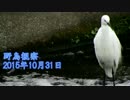 野鳥観察2015年10月31日