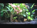 60cm水槽をリセットする