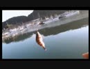 11.01  井上の港で魚釣り.mp4