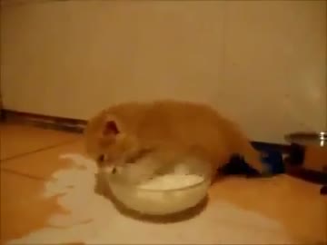 みるくにおぼれるねこ