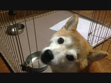 シバイヌ 食後の一時