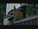 デブ