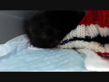 【癒し】 子猫の寝姿で癒されて下さい　っておい！　顔はどこやねん？