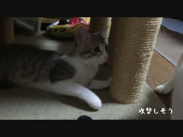 【捨て猫３兄弟】徐々に打ち解ける猫たち