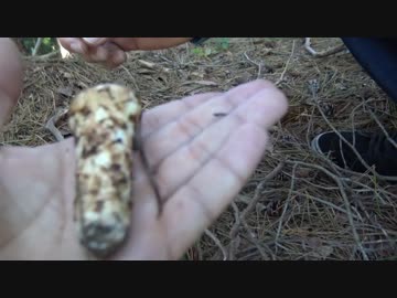 毒キノコを探して食す旅　2話【奇跡！幻のキノコ】