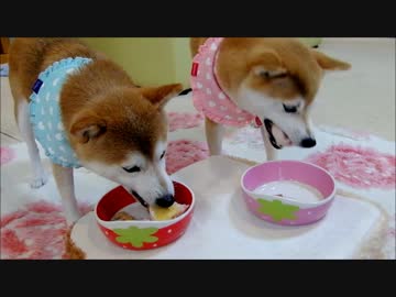 柴犬ひかいちと猫ミルキー　ケーキをいただく♪