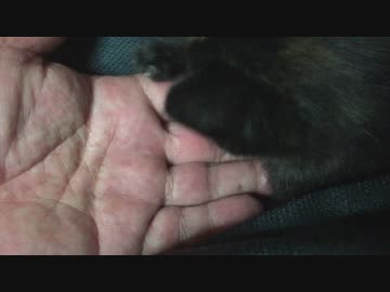 【癒し】 子猫（あずき）の ナメナメ攻撃、たまにガブリ＾＾；