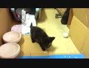 【癒し】 子猫（あずき）の成長日記　ボールをあげてみた