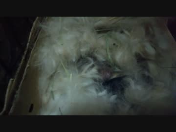 【うさぎ】生後1日目