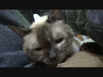 流浪の猫、辿り着いた終の棲家