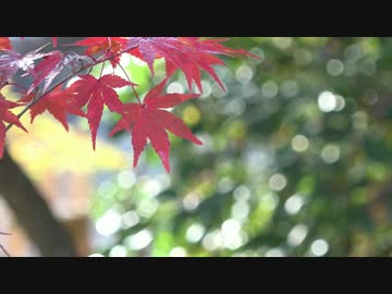 秋の京都（2015/11/1)