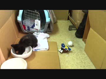 【癒し】 子猫（あずき）の成長日記　今日の様子①
