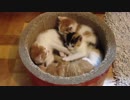 【疑似m@s】Cat Stock!!
