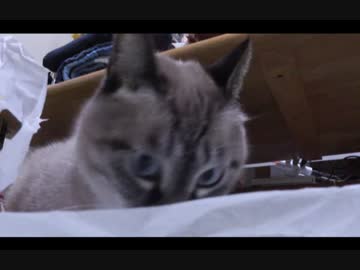 ジャンくんの後輩を見に保護猫譲渡会に行ってきました！