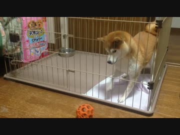 必死すぎるシバイヌ