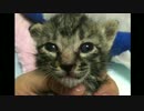 写真で振り返るサトイモ子猫兄弟の軌跡