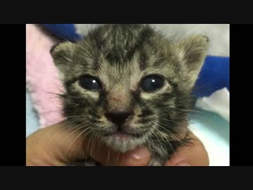 写真で振り返るサトイモ子猫兄弟の軌跡