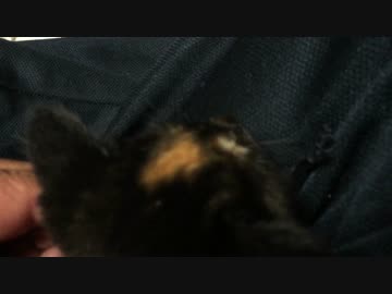 【癒し】子猫（あずき）の成長日記 ゴロゴロニャン