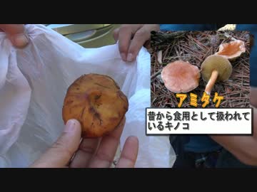 毒キノコを探して食す旅　3話【遂に発見！？】