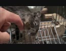 デグーのここあ part7