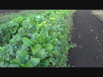 まったり農家な一日　第３６話