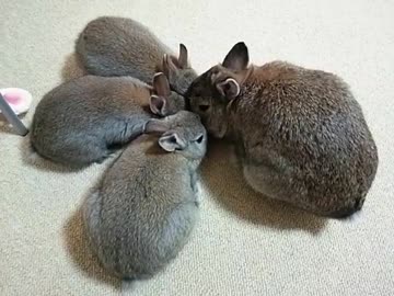 仔うさぎ成長日記（17）