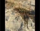【29歳児】2015.11.4珍獣観察日記3枠目【妄想】