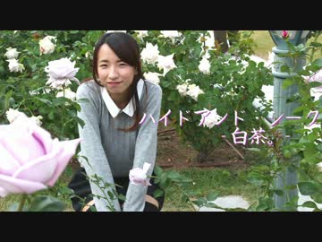 ハイドアンド・シーク　踊ってみ茶。