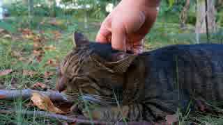 白黒猫とキジトラ