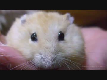 ハムスター料理