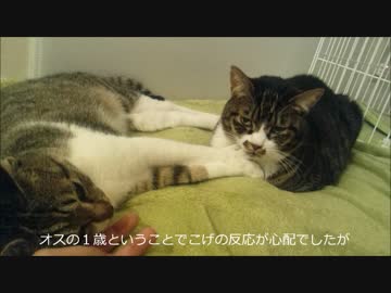 はじめての猫飼い097～ねぎまがやって来たヤァ!ヤァ!ヤァ!～