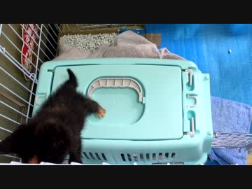 【癒し】 子猫（あずき）の成長日記　「勢いあまってケージにドン！」