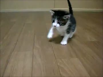 【猫動画】子猫をよちよち歩きさせてみた【保護猫】