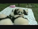 201501001 月亮産室　科琳（クーリン）の双子妹は友達の体の上で遊んでいる。