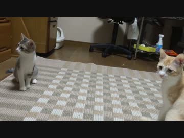 【捨て猫３兄弟】末っ子に喧嘩を売られる猫たち