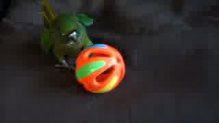 鈴に怒るもご機嫌なウロコインコ