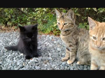 マイペース黒たぬき