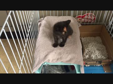 【癒し】 子猫（あずき）の成長日記　おっと危ない！