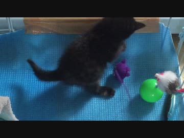 【癒し】 子猫（あずき）の成長日記　七転八起