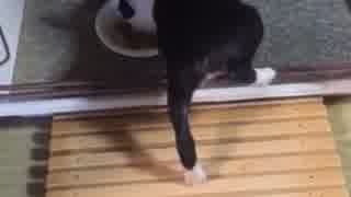 ご飯を食べる