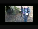 The Birnam Oak In  Perthshire Scotland