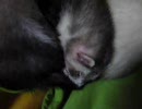 フェレットのいびき