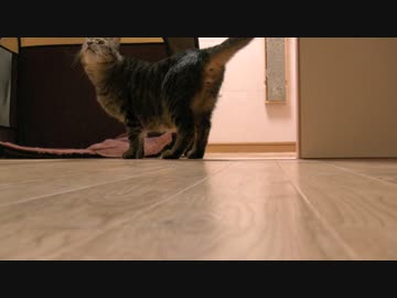 くるねこ大和　20151106　縞ナマコとぶんぶん