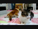 ファンヒーターと柴犬ひかいちと猫ミルキー　