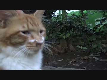 【猫】たぬきの増量っぷりを見比べてみた