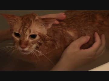 拾いねこ＠生後1219/1186日目　アコさん入浴回。